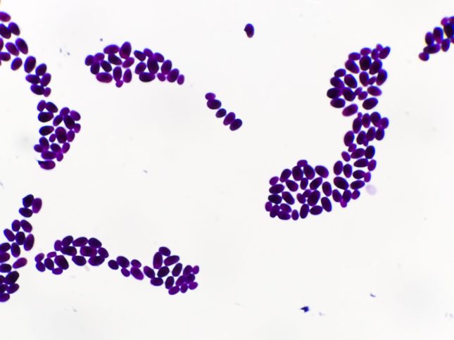 C. auris